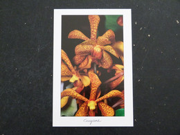 Delcampe - GUYANE - ORCHIDEES - Sonstige & Ohne Zuordnung