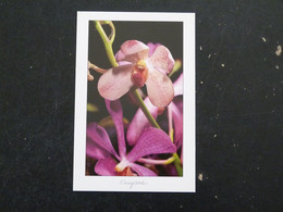 Delcampe - GUYANE - ORCHIDEES - Sonstige & Ohne Zuordnung