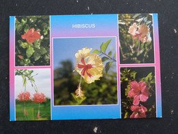 Delcampe - GUYANE - FLORE HIBISCUS - Sonstige & Ohne Zuordnung