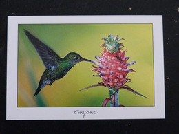 Delcampe - GUYANE - COLIBRI OISEAU BIRD VOGEL - Sonstige & Ohne Zuordnung