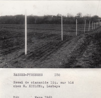 Lembeye 64 - Prairie Blé - Exploitation Ferme De M. Xicluna - Photographie 1965 - Lembeye