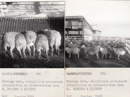 Lembeye 64 - Elevage Ovin Brebis - Exploitation Ferme De M. Xicluna - Lot De 2 Photographies 1965 - Lembeye