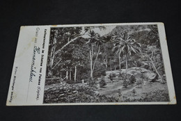 Ceylon  Kaffeeplantagen Im Schatten Von Palmen / Gelaufen  (95 ) - Sri Lanka (Ceylon)