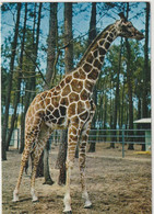 ANIMAUX 376 : La Flèche ( 72 ) Girafe Réticulée Au Parc Zoologique Du Tertre Rouge : édit. Jacques Bouillault N° 3 - Girafes