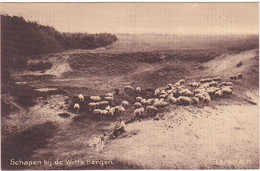 Laren Hilversum Witte Bergen Schapen E399 - Laren (NH)