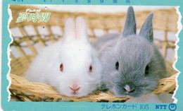 PHONE CARD- JAPAN - NTT - Kaninchen