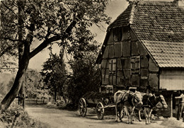 Helfrantzkirch * Attelage Boeufs * Village Haut Rhin 68 - Autres & Non Classés