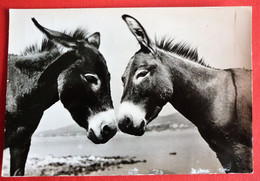 DONKEYS , OLD POSTCARD - Anes