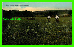 FLORIDA - HARVESTING WATERMELONS - ANIMATED WITH  PEOPLES - PUB. BY The  H & W.B. DREW - - Key West & The Keys