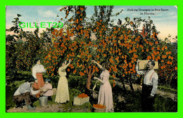 JACKSONVILLE, FLORIDA - PICKING ORANGES IS FINE SPORT IN FLORIDA - ANIMATED WITH PEOPLES - PUB. BY The  H & W.B. DREW - - Jacksonville