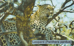 Télécarte Puce NAMIBIE - ANIMAL - Félin PANTHERE  - PANTHERA PARDUS - LEOPARD Feline NAMIBIA Chip Phonecard - 571 - Namibia