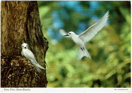 CPSM Seychelles Birds Of Seychelles Fairy Tern, Les Oiseaux Des Seychelles Sterne Blanche, Timbre 1978 - Seychelles