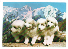 007, Chien, Chien De Montagne Des Pyrénées, Larrem 2434, Jeunes Chiens Des Pyrenees - Honden