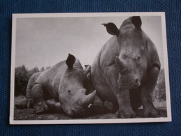 CARTE  POSTALE  RHINOCEROS - Rhinocéros