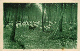 Biscarosse * La Forêt * Troupeau De Moutons - Biscarrosse