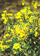 Diffuse Wallflowers - Erysimum Diffusum - Medicinal Plants - 1980 - Russia USSR - Unused - Geneeskrachtige Planten