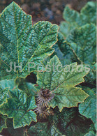 Nakai - Oplopanax Elatus - Medicinal Plants - 1980 - Russia USSR - Unused - Piante Medicinali