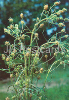 Plantago - Plantago Psyllium - Medicinal Plants - 1980 - Russia USSR - Unused - Piante Medicinali