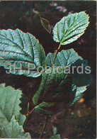 American Witch-hazel - Hamamelis Virginiana - Medicinal Plants - 1980 - Russia USSR - Unused - Piante Medicinali