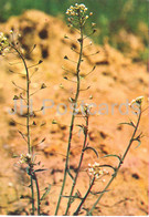 Shepherd's Purse - Capsella Bursa-pastoris - Medicinal Plants - 1980 - Russia USSR - Unused - Geneeskrachtige Planten