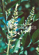 Liquorice - Glycyrrhiza Glabra - Medicinal Plants - 1980 - Russia USSR - Unused - Piante Medicinali