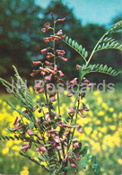 Alkali Swainsonpea - Sphaerophysa Salsula - Medicinal Plants - 1980 - Russia USSR - Unused - Geneeskrachtige Planten