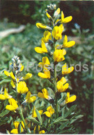 Tapered False Lupin - Thermopsis Lanceolata - Medicinal Plants - 1980 - Russia USSR - Unused - Geneeskrachtige Planten
