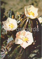 Mayapple - Podophyllum Peltatum - Medicinal Plants - 1980 - Russia USSR - Unused - Piante Medicinali