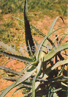 Candelabra Aloe - Aloe Arborescens - Medicinal Plants - 1980 - Russia USSR - Unused - Piante Medicinali