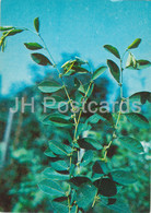 Deciduous Shrub - Securinega Suffruticosa - Medicinal Plants - 1980 - Russia USSR - Unused - Piante Medicinali