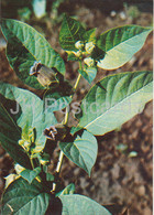Belladonna - Atropa Belladonna - Medicinal Plants - 1980 - Russia USSR - Unused - Geneeskrachtige Planten