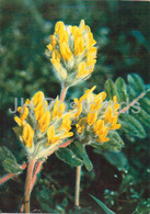 Astragalus Dasyanthus - Medicinal Plants - 1980 - Russia USSR - Unused - Heilpflanzen