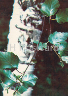 Silver Birch - Betula Pendula - Medicinal Plants - 1980 - Russia USSR - Unused - Heilpflanzen