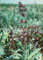 Common Sage - Salvia Officinalis - Medicinal Plants - 1980 - Russia USSR - Unused - Geneeskrachtige Planten