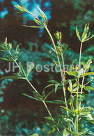 The Rose Madder  - Rubia Tinctorum - Medicinal Plants - 1980 - Russia USSR - Unused - Plantes Médicinales
