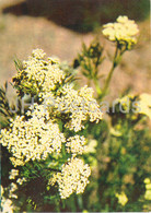 Caraway - Carum Carvi - Medicinal Plants - 1980 - Russia USSR - Unused - Heilpflanzen