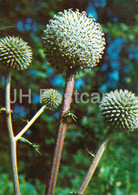Glandular Globe-Thistle - Echinops Sphaerocephalus - Medicinal Plants - 1980 - Russia USSR - Unused - Geneeskrachtige Planten