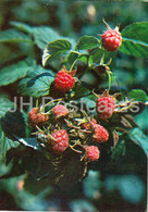 Red Raspberry - Rubus Idaeus - Medicinal Plants - 1980 - Russia USSR - Unused - Geneeskrachtige Planten