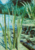 Sweet Flag - Acorus Calamus - Medicinal Plants - 1980 - Russia USSR - Unused - Geneeskrachtige Planten