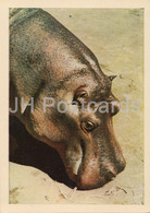 Riga Zoo - Hippopotamus - Latvia USSR - Unused - Ippopotami