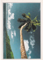 A4439- Palm Tree Against The Sky Of Mahé,Palmier Sur Le Ciel De Mahé, Seychelles - Seychellen