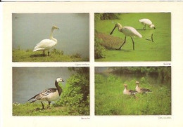 La Cote Picarde- Parc Du Marquenterre- 4 Vues - Oiseaux-cpm - Picardie