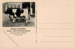 Landwirtschaft Großbauchlitz (O7301) Gustav Schreiber Zucht U. Fettviehhandlung I-II Paysans - Tentoonstellingen
