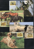 South Africa 1991 Animals - Dogs,Horses Maximumcards - Farm