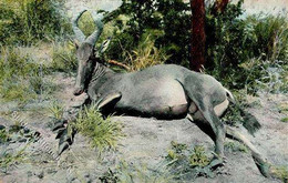 Kolonien Deutsch Südwestafrika Erlegte Hartebeest Antilope Stpl. Usahos 18.8.08 I-II Colonies - Ohne Zuordnung