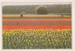 A4596- Champs De Fleurs, Tulip Culture Near Lisse Netherlands - Lisse