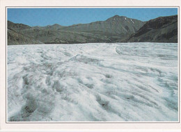 A4624- Rocheuses De L'Alberta, Le Glacier Columbia, The Rockies In Alberta Canada - Calgary