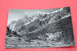 Aosta Courmayeur Planpincieux Scena Agreste Cows Mucche 1951 - Other & Unclassified