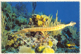 MARTINIQUE - LE MARIN - PORT DE PLAISANCE - "AQUABULLE" - POISSON - Le Marin