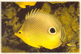 MARTINIQUE - LE MARIN - PORT DE PLAISANCE - "AQUABULLE" - POISSON - Le Marin